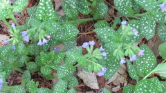 Pulmonaria officinalis