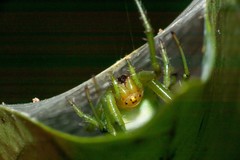 Aoaraneus pentagrammicus