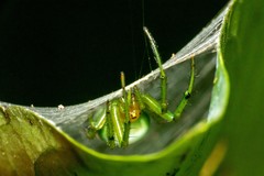 Aoaraneus pentagrammicus