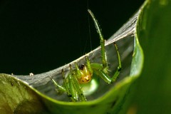Aoaraneus pentagrammicus