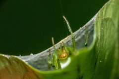 Aoaraneus pentagrammicus