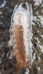 Asellus aquaticus
