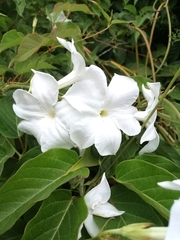 Mandevilla laxa