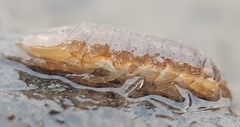 Asellus aquaticus