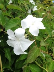 Mandevilla laxa
