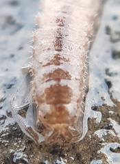 Asellus aquaticus
