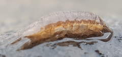 Asellus aquaticus