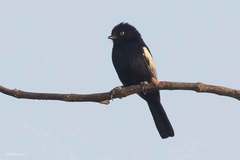 Melaniparus guineensis