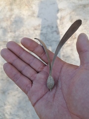 Gyrocarpus mocinoi