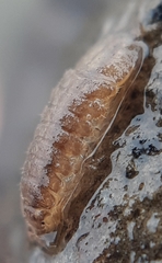 Asellus aquaticus