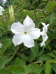 Mandevilla laxa