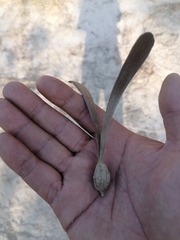 Gyrocarpus mocinoi