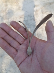Gyrocarpus mocinoi