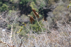 Leucaena macrophylla