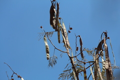 Leucaena esculenta