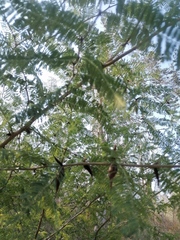 Vachellia campechiana