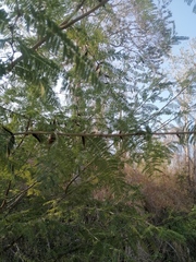Vachellia campechiana