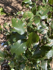 Quercus ilex