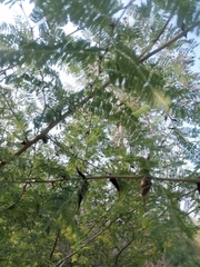 Vachellia campechiana