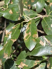Quercus ilex