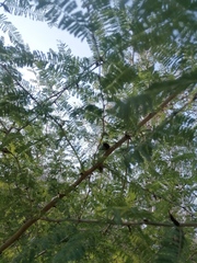 Vachellia campechiana