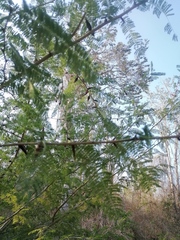 Vachellia campechiana