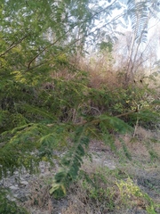 Vachellia campechiana