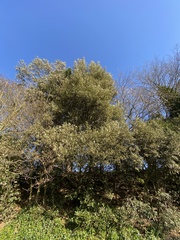 Quercus ilex
