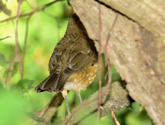 Turdus grayi
