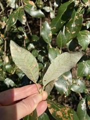 Quercus ilex
