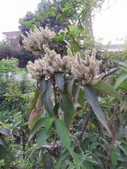 Colebrookea oppositifolia