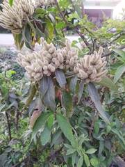 Colebrookea oppositifolia