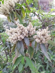 Colebrookea oppositifolia