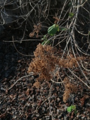 Heliocarpus americanus