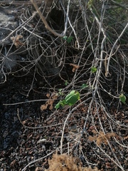 Heliocarpus americanus