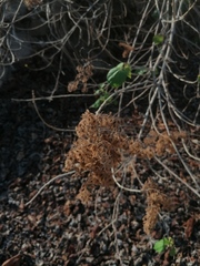 Heliocarpus americanus