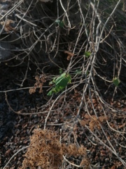 Heliocarpus americanus