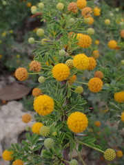 Vachellia tortuosa