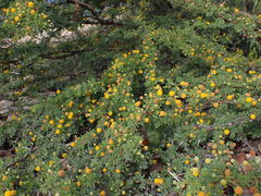 Vachellia tortuosa