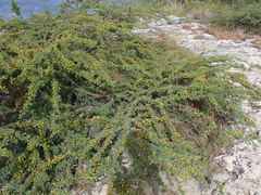 Vachellia tortuosa