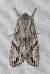 Egira crucialis
