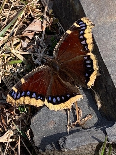 Mourning cloak