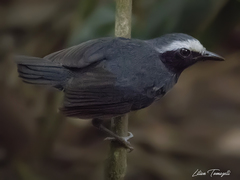 Myrmoborus leucophrys