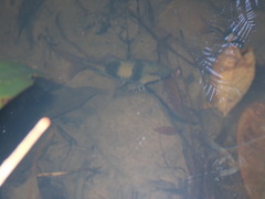 Striuntius lateristriga