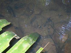 Striuntius lateristriga