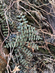 Pellaea truncata