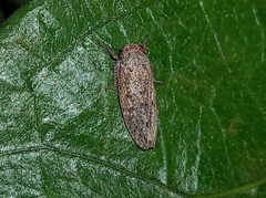 Curtara insularis