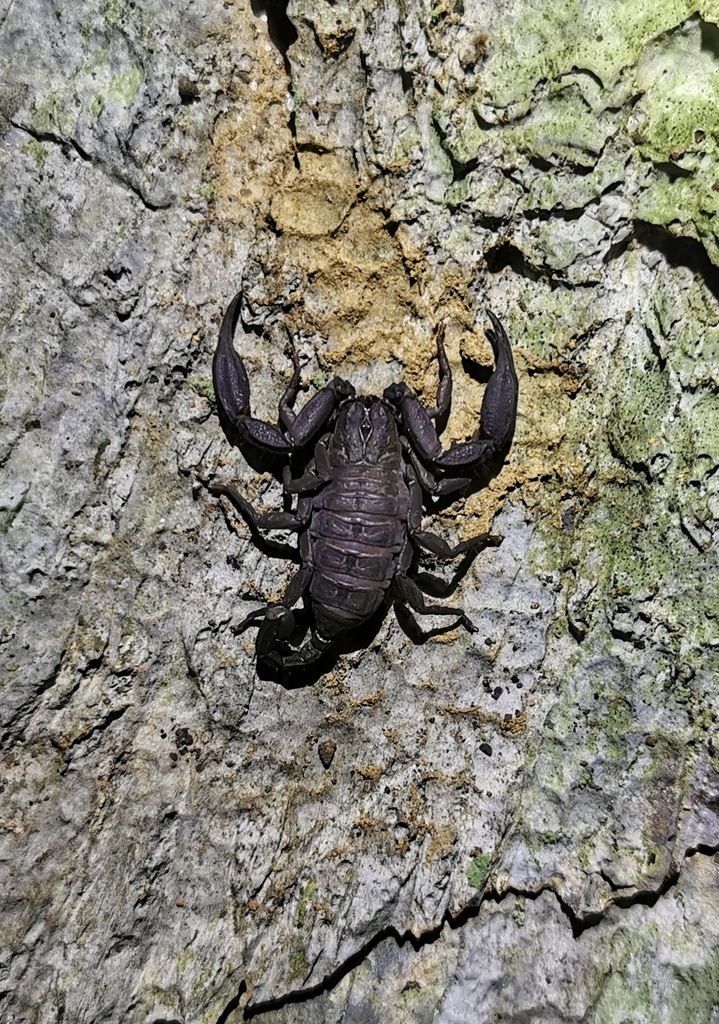 Scorpiops yangi in April 2020 by 通通 · iNaturalist