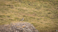 Muscisaxicola alpinus