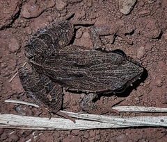 Eleutherodactylidae